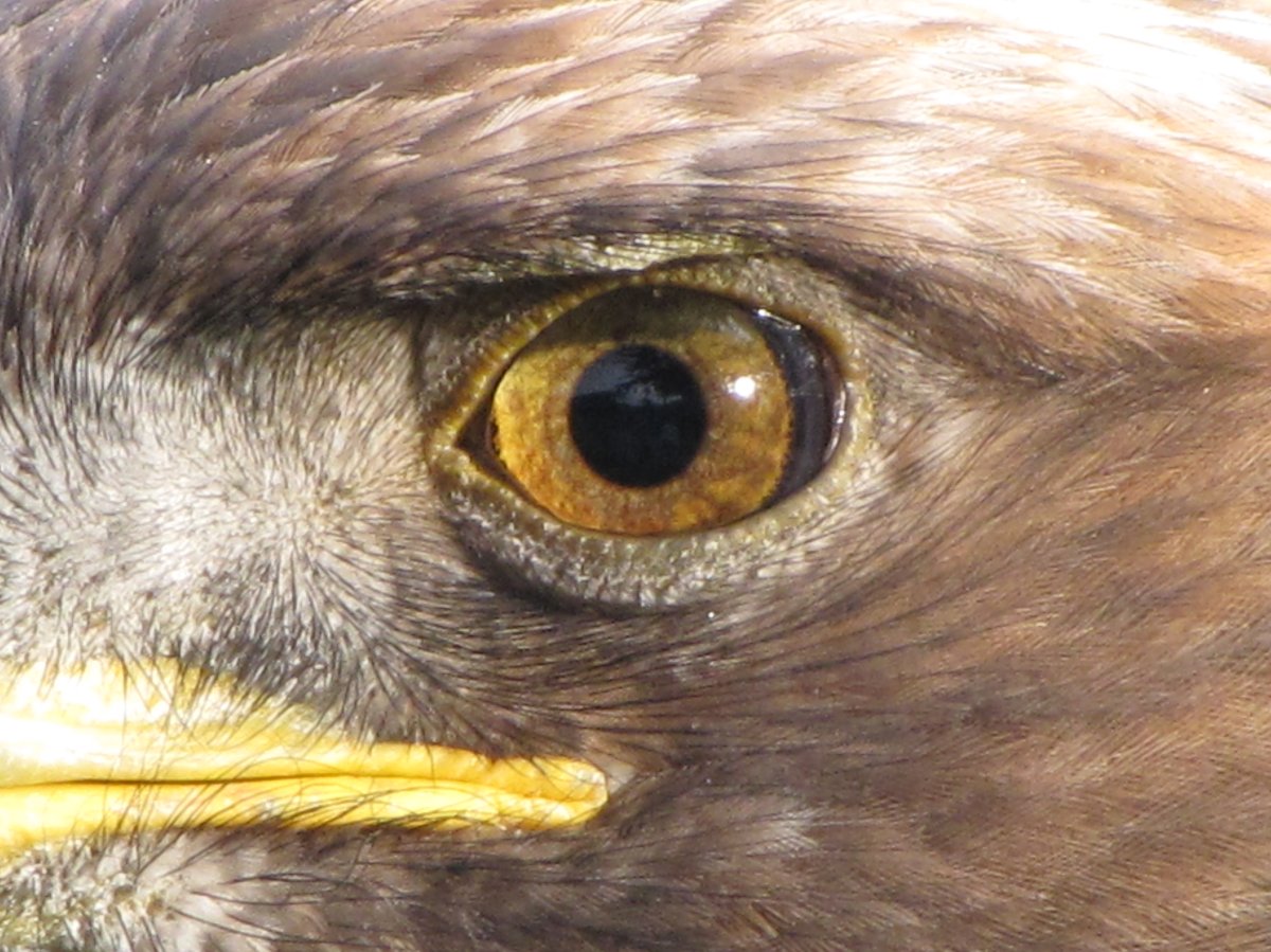 By Peter Kaminski from San Francisco, California, USA - Eagle Eye, CC BY 2.0, https://commons.wikimedia.org/w/index.php?curid=18249237 By Peter Kaminski from San Francisco, California, USA - Eagle Eye, CC BY 2.0, https://commons.wikimedia.org/w/index.php?curid=18249237